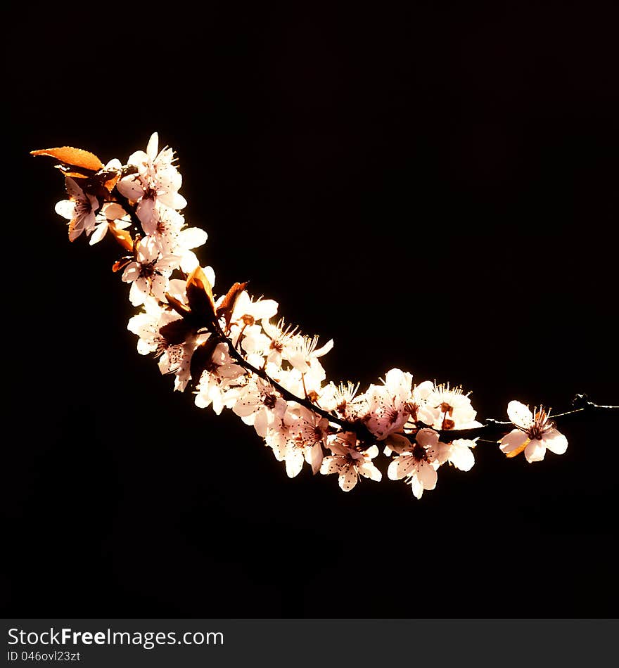 A flowering branch on black background. A flowering branch on black background