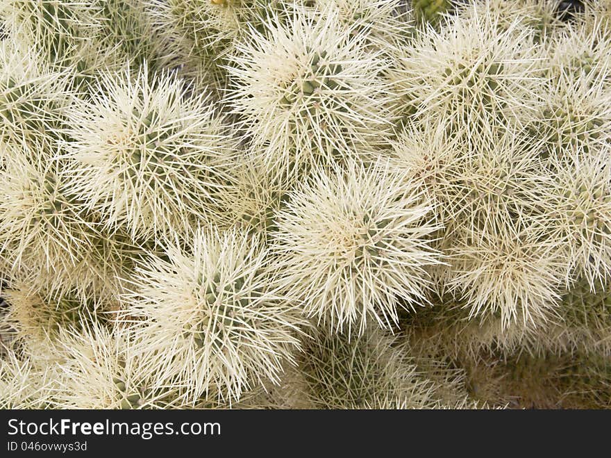 Cholla Cactus Close-up