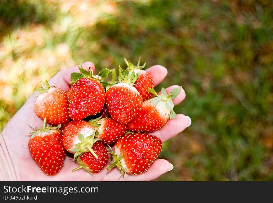 Fresh strawberries from the garden.