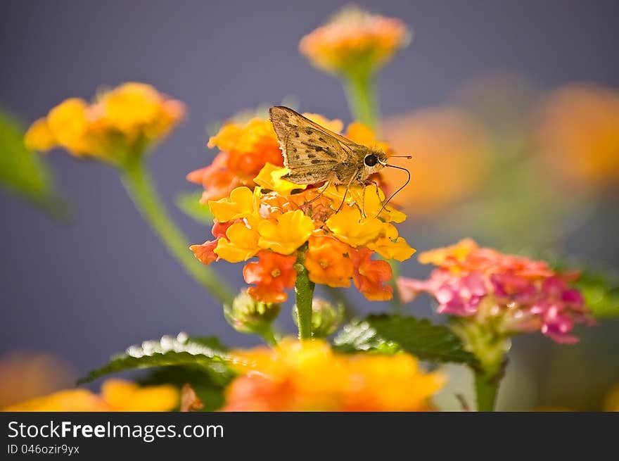 A fiery skipper (hylephia phyleus) butterfly on a lantana flower.