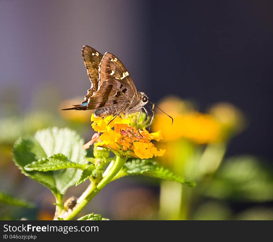 Butterfly On Lantana