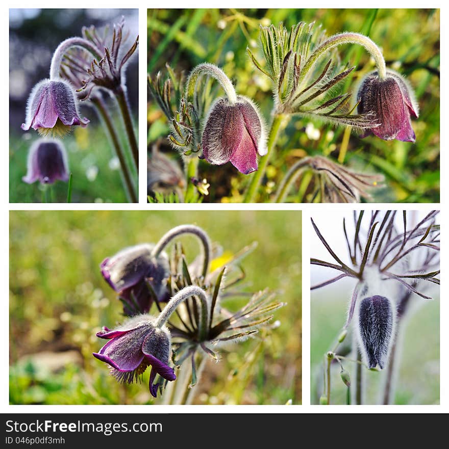 Spring flowers, Pulsatilla patens. Collage. Spring flowers, Pulsatilla patens. Collage.