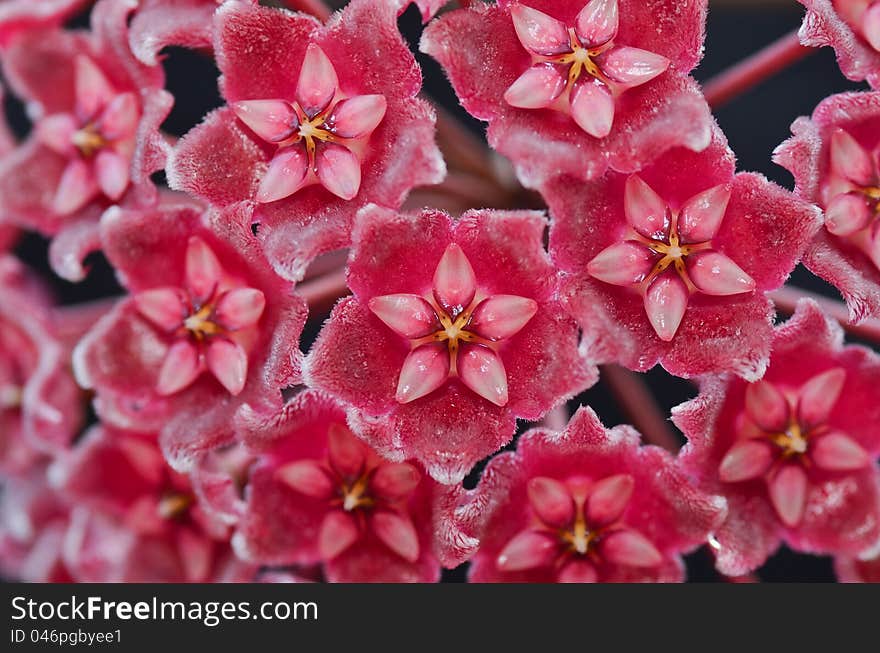 Hoya Pubicalyx