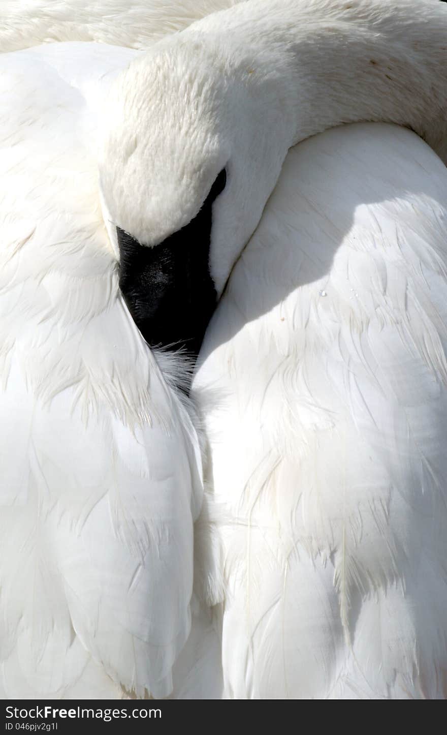 Picture of swan resting head on back