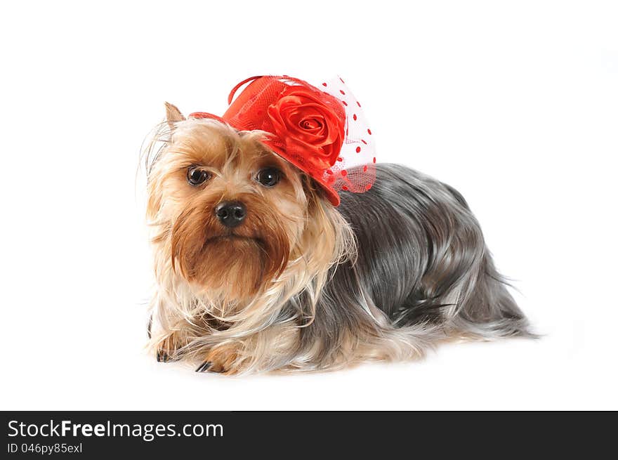 Yorkshire terrier portrait in red hat