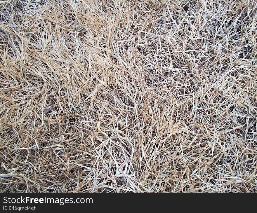 Dry lawn grass as a natural background