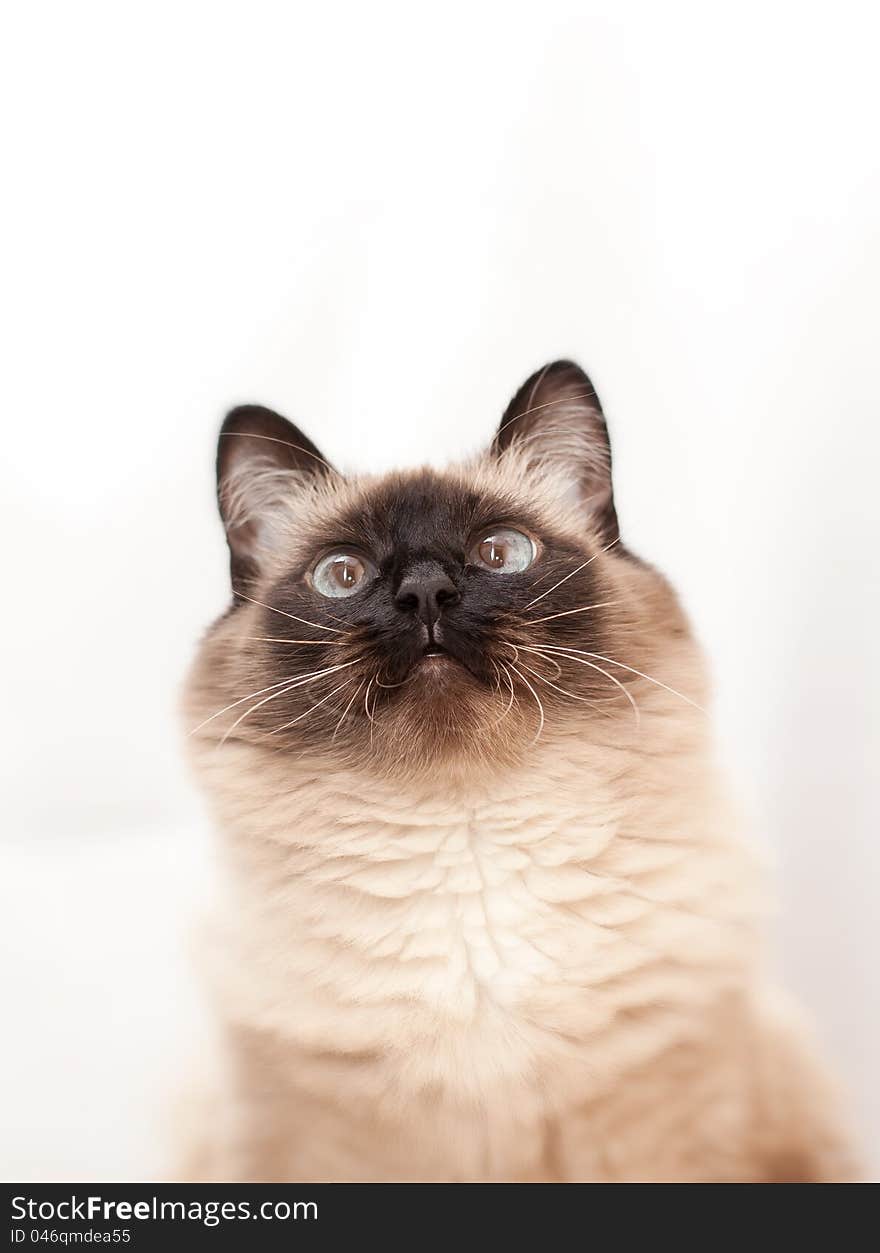 Balinese cat breed is curious looking to