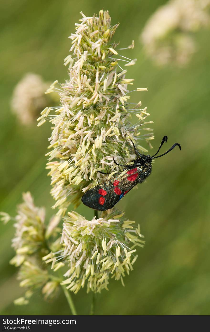 Zygaena filipendulae