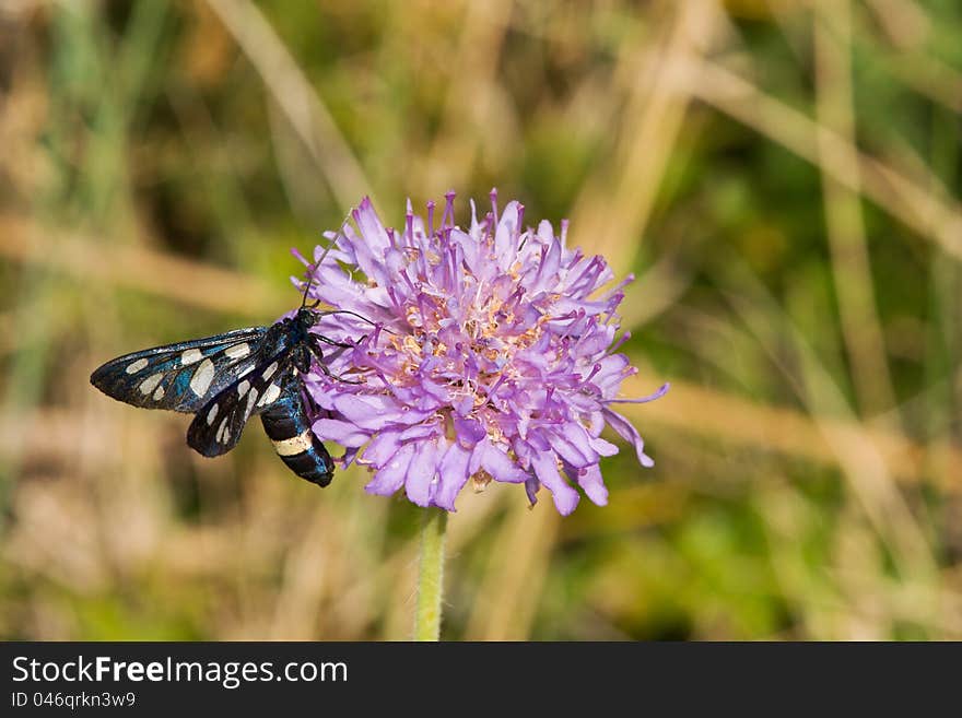 Butterfly Amato phegea blooming on a meadow. Butterfly Amato phegea blooming on a meadow