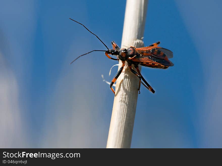 Rhynocoris Iracundus