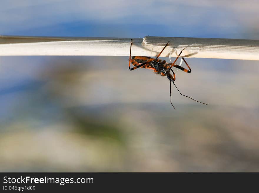 Rhynocoris iracundus