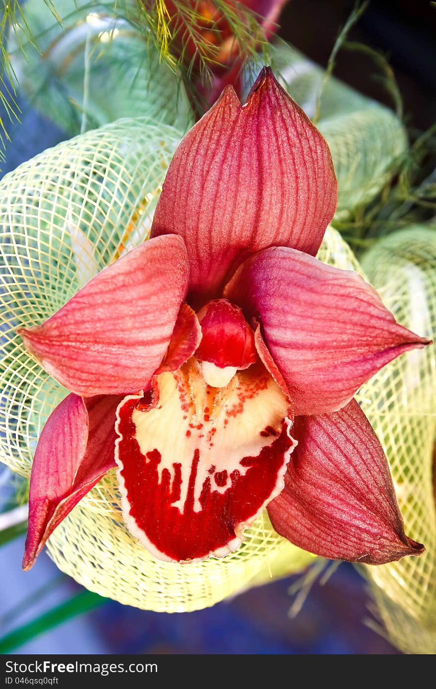 Bright red orchid with decorative mesh of the bunch