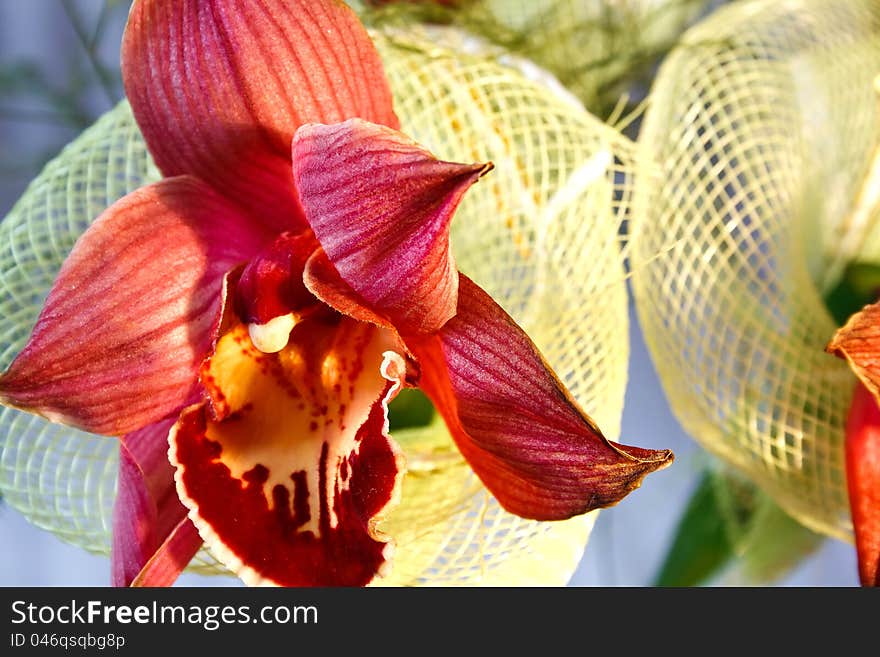 Bright red orchid with decorative mesh of the bunch