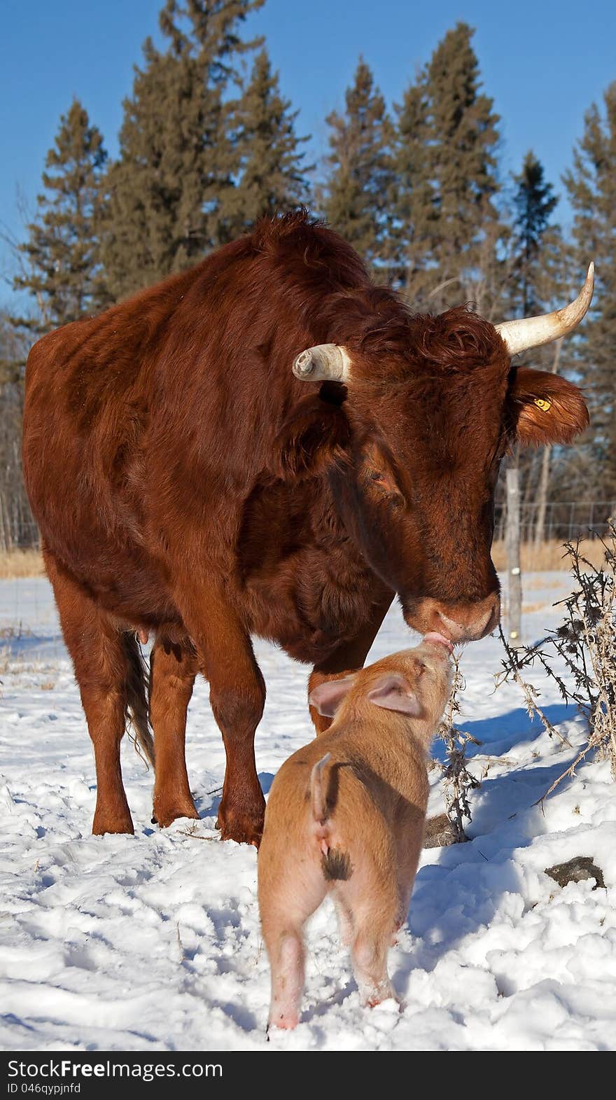 Cow and Piglet