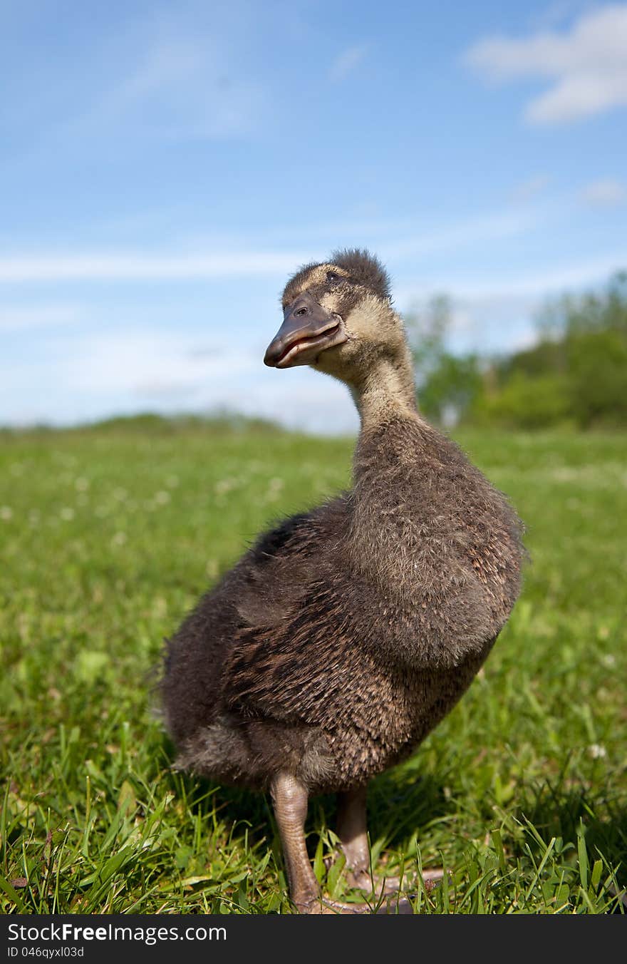 A young Rouen duckling surveys the sky for danger. A young Rouen duckling surveys the sky for danger