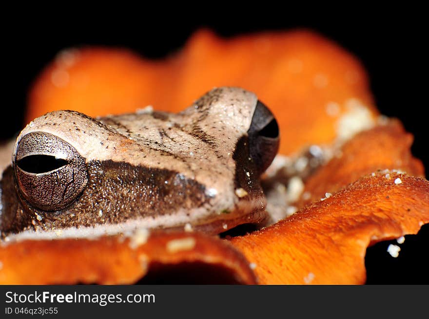 A tiny frog inside a mushroom cup.