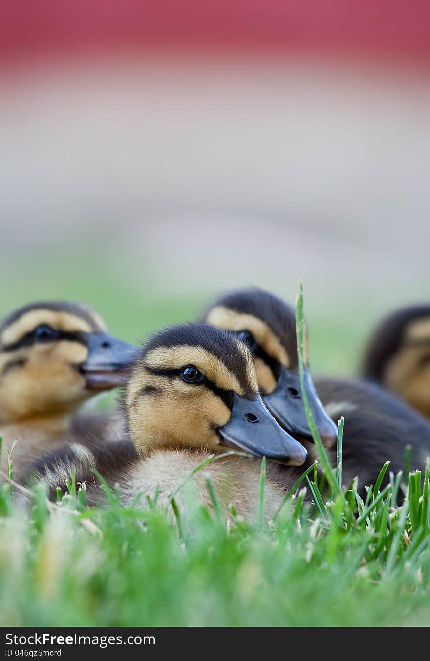 Ducks in Grass