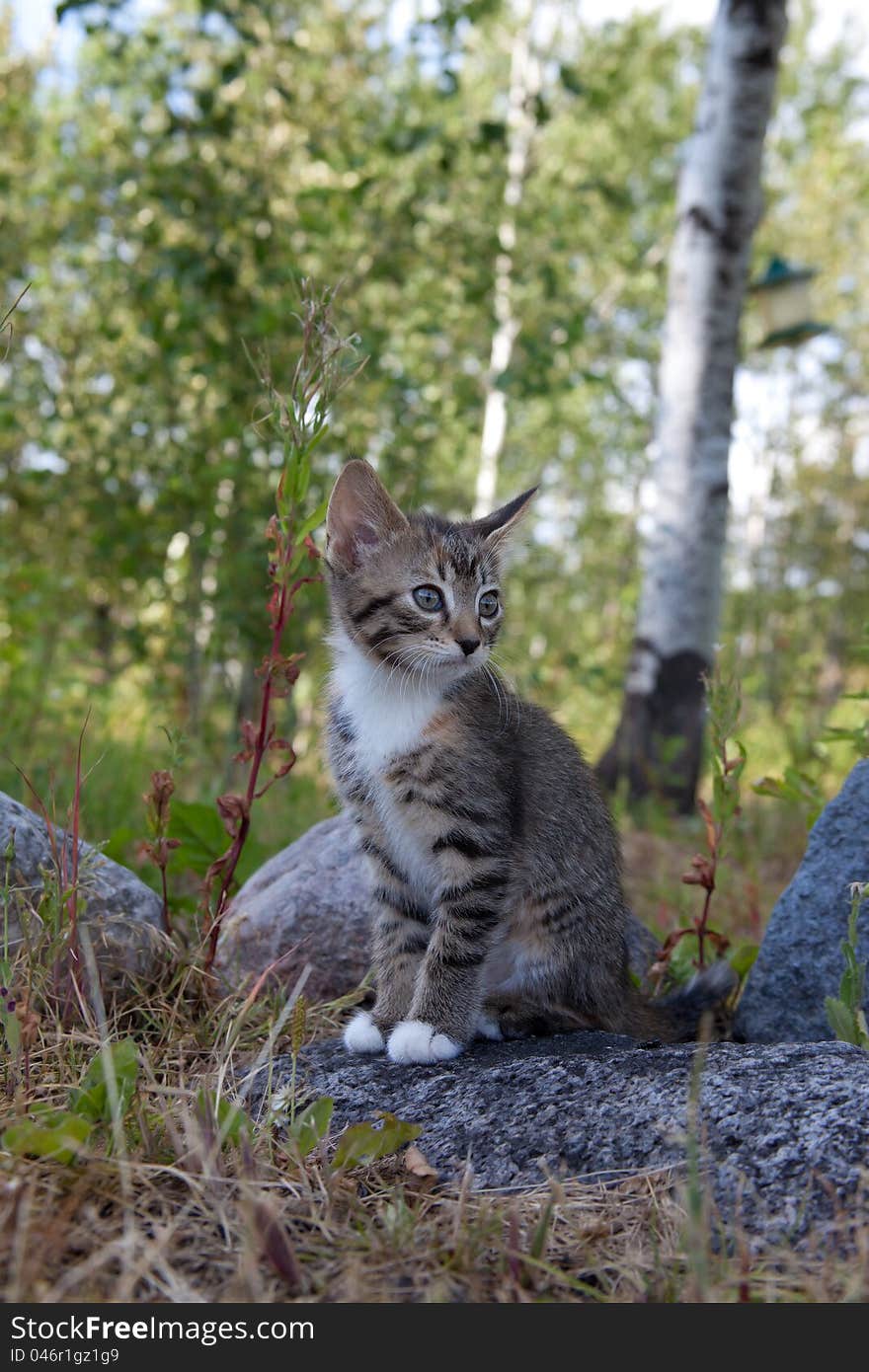 Small female farm kitten exploring the yard. Small female farm kitten exploring the yard