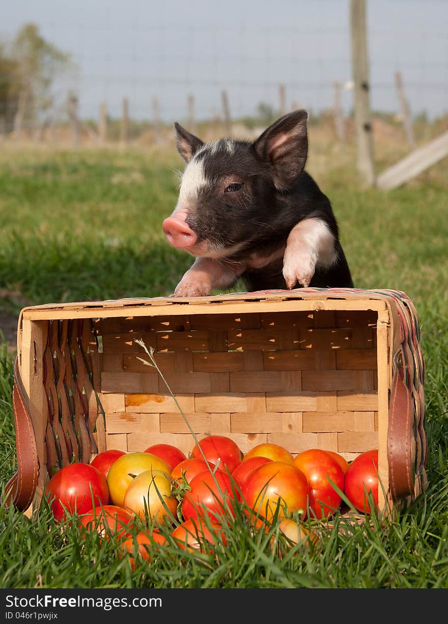 Piglet with tipped over basket of fresh tomatoes. Piglet with tipped over basket of fresh tomatoes