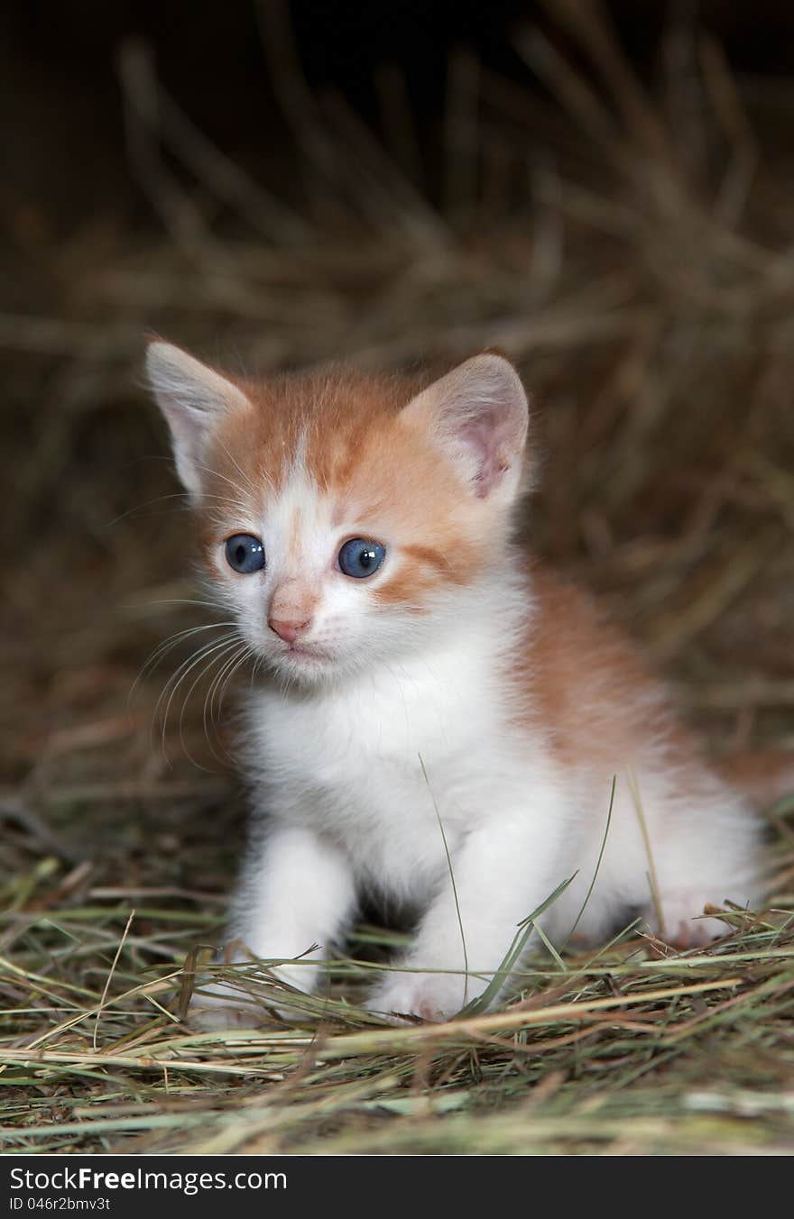 Wide-eyed Cat