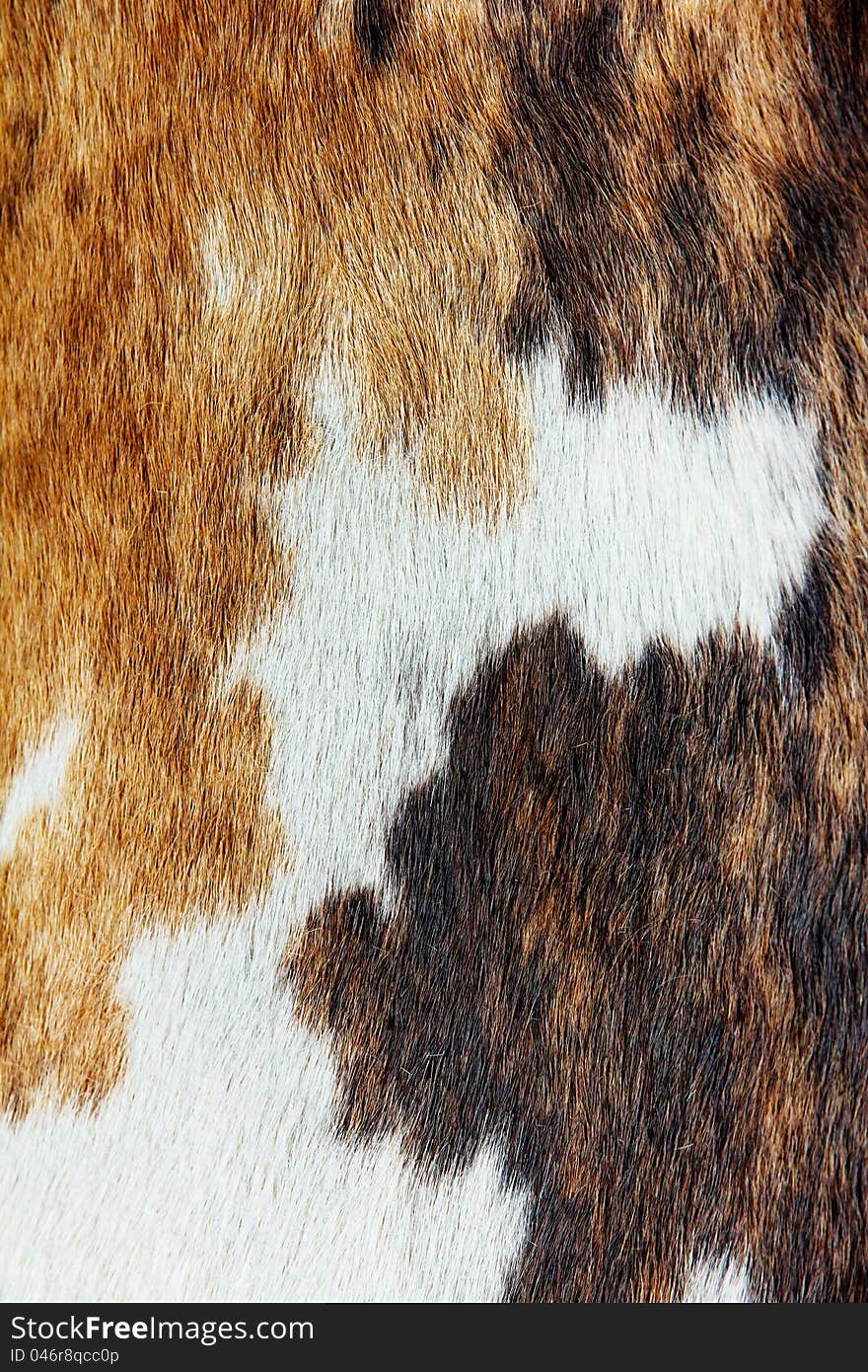 Close up of cowhide background portrait