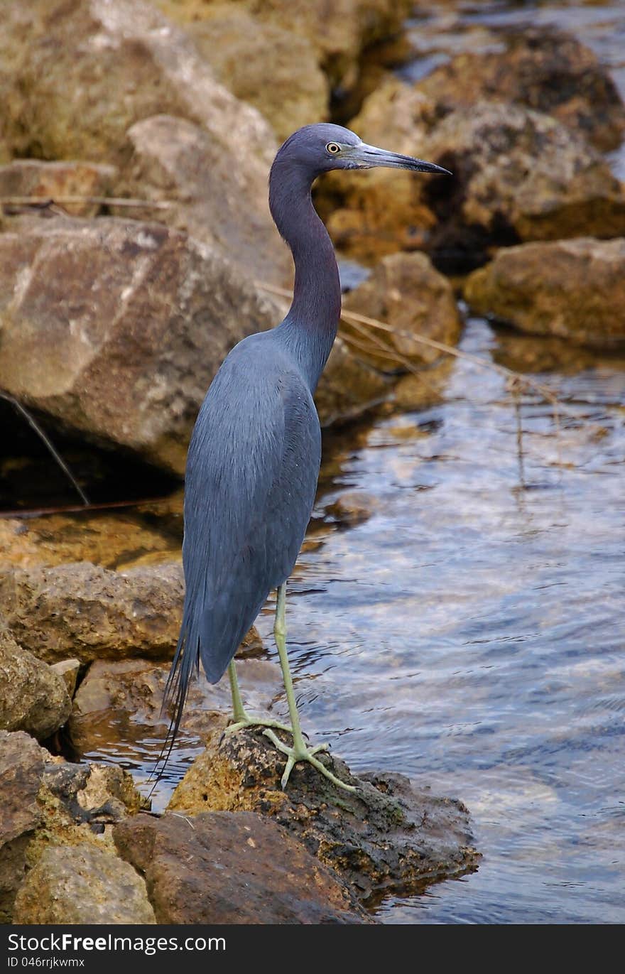 A Little Blue Heron on the edge of a mangrove.