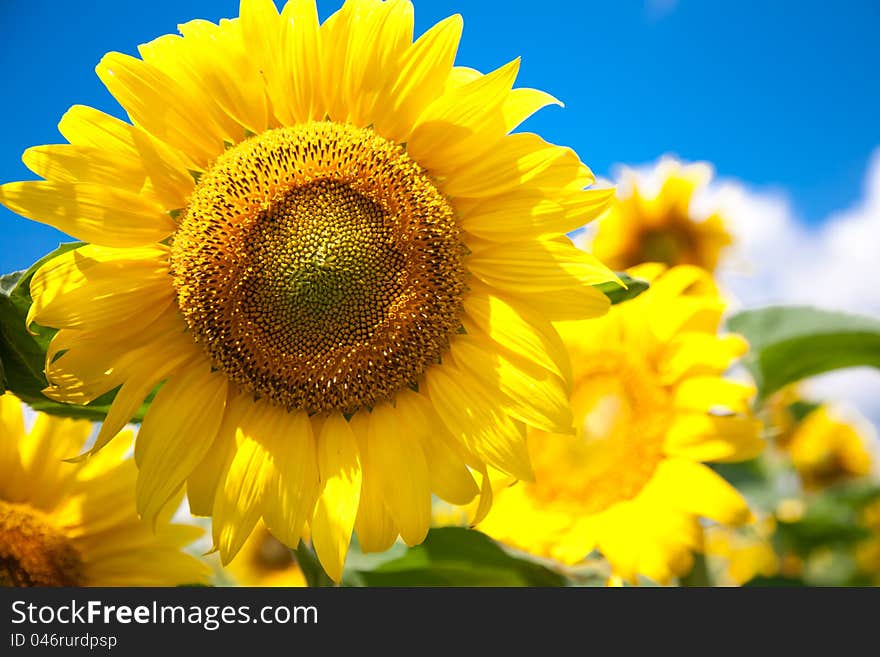 Field of beautiful sunflowers with green leaves