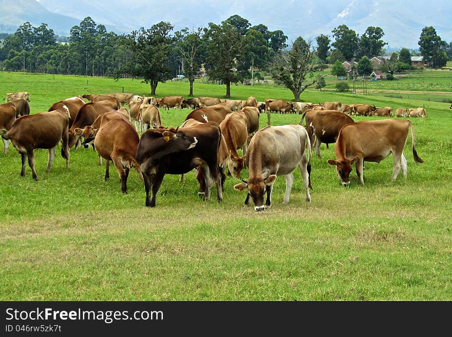 Cows grazing in pastures