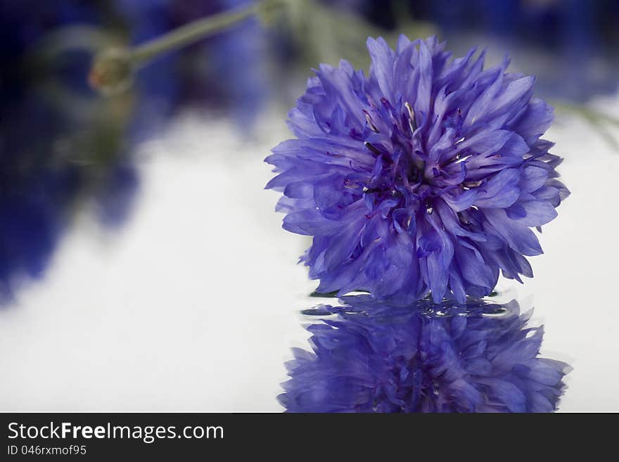 First fresh blue spring flower. First fresh blue spring flower