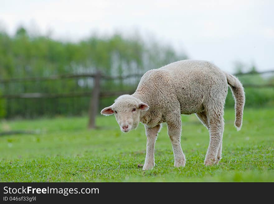 Cute funny sheep or lamb in green meadow. Cute funny sheep or lamb in green meadow