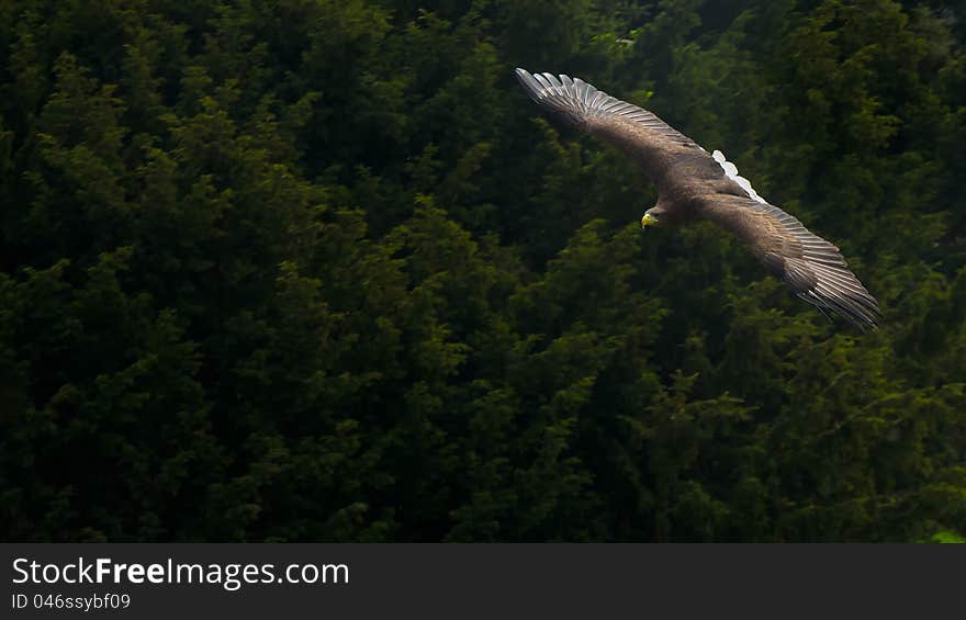 White-tailed Eagle (Haliaeetus albicilla) hovering over the forest with empty space for your text. White-tailed Eagle (Haliaeetus albicilla) hovering over the forest with empty space for your text