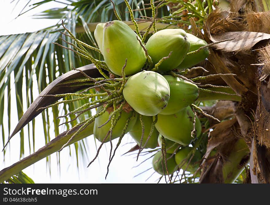 Close up coconut with a bunch on tree. Close up coconut with a bunch on tree