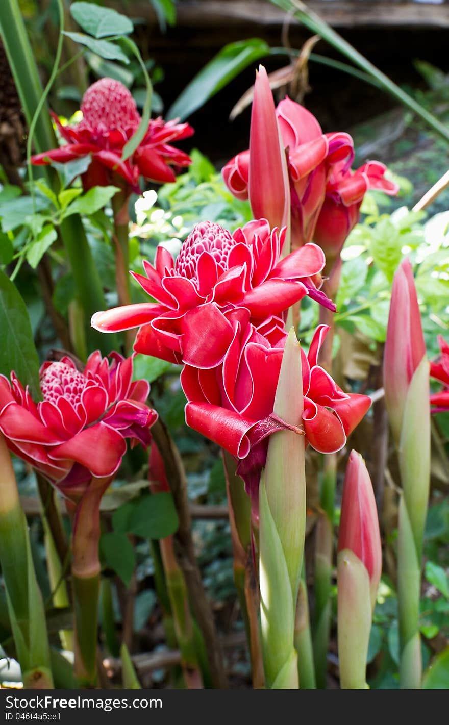 Torch ginger, etlingera elatior flowers family zingiberaceae.