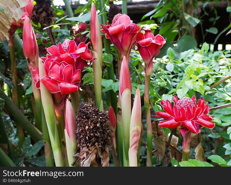 Torch ginger, etlingera elatior flowers family zingiberaceae.