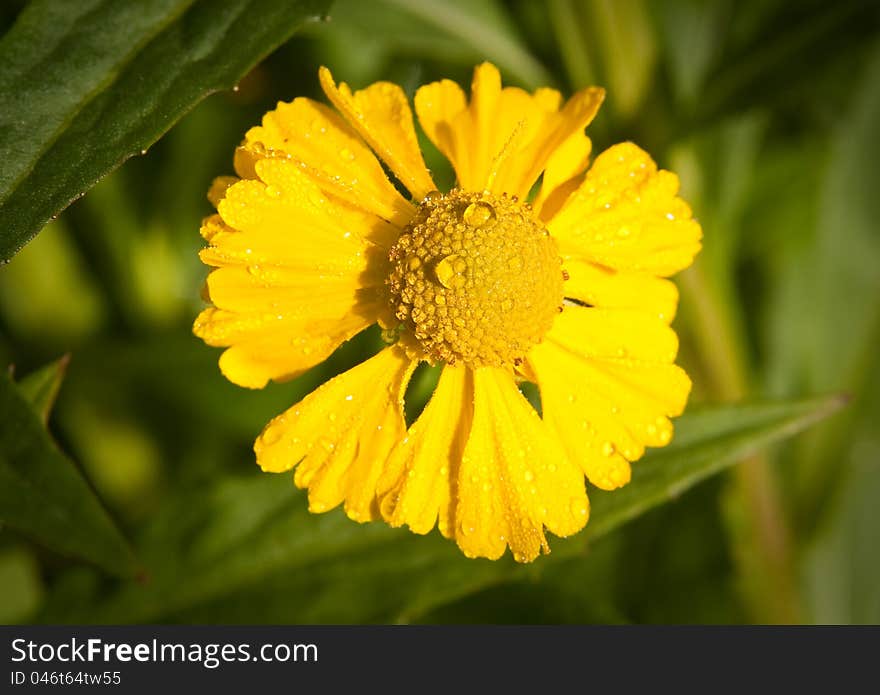 View of yellow Helenium bloom. View of yellow Helenium bloom