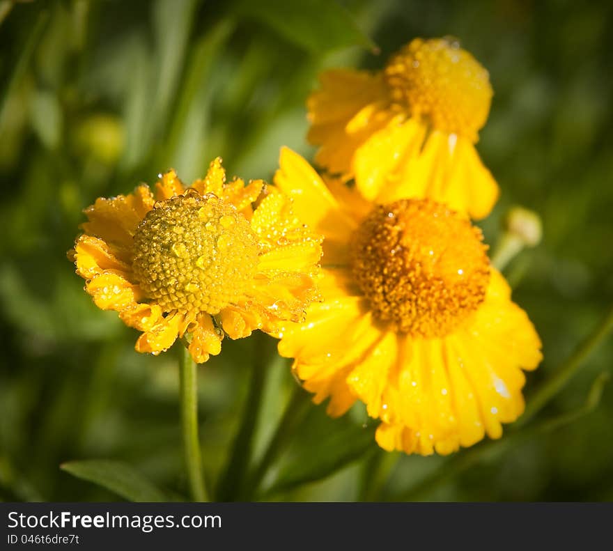 Close up of yellow Helenium bloom