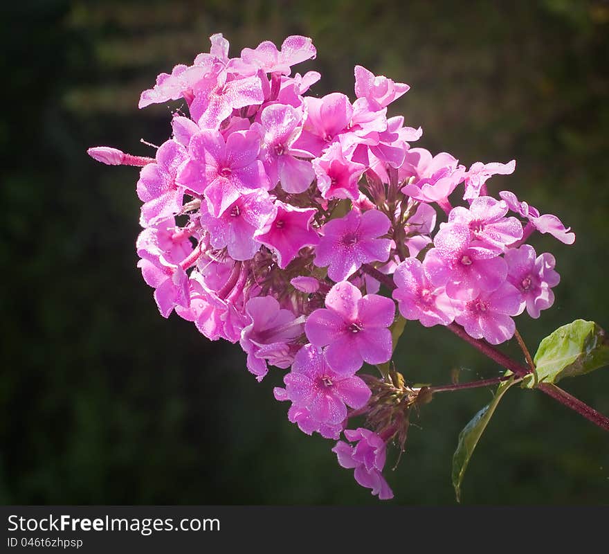 Beautiful pink phlox covered with dew