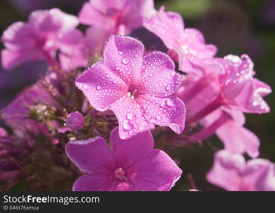 Beautiful pink phlox covered with dew