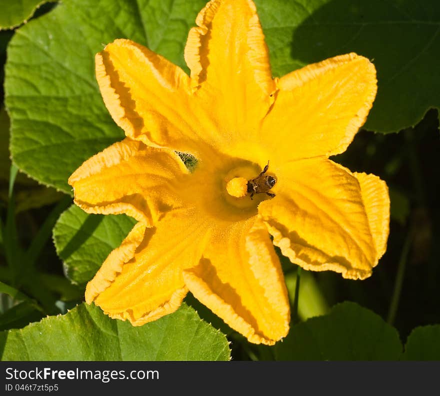 Yellow pumpkin squash blossom with a bumble bee