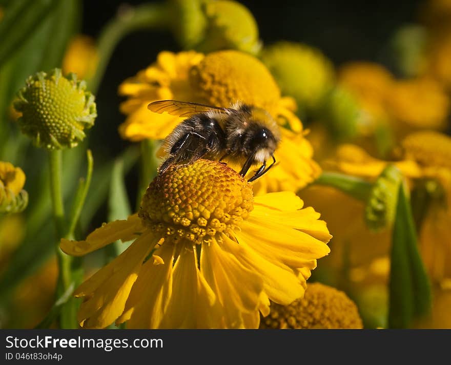 Bee on a yellow flower helenium