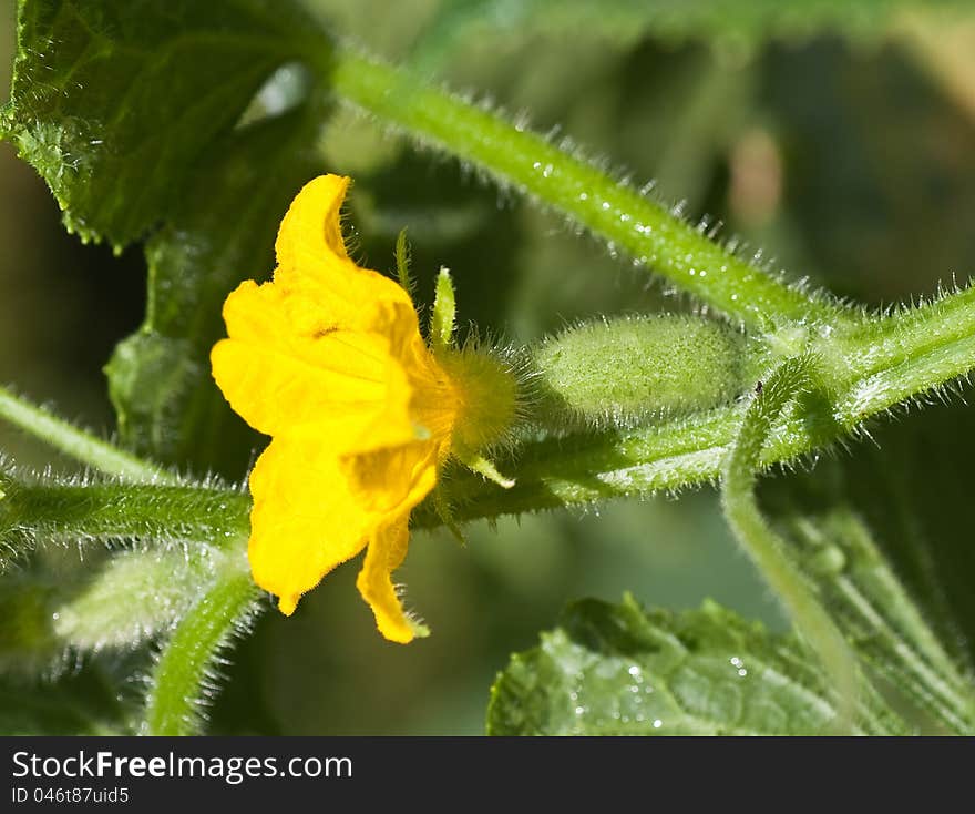 Small cucumber with flower and tendrils