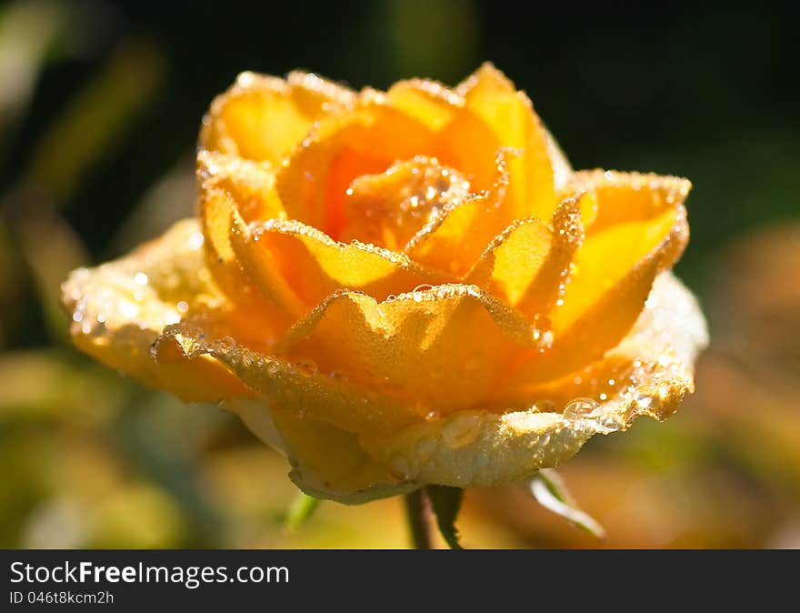 Yellow rose with water drops