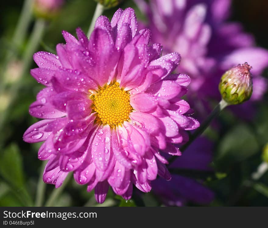 Pink chrysanthemum covered with dew