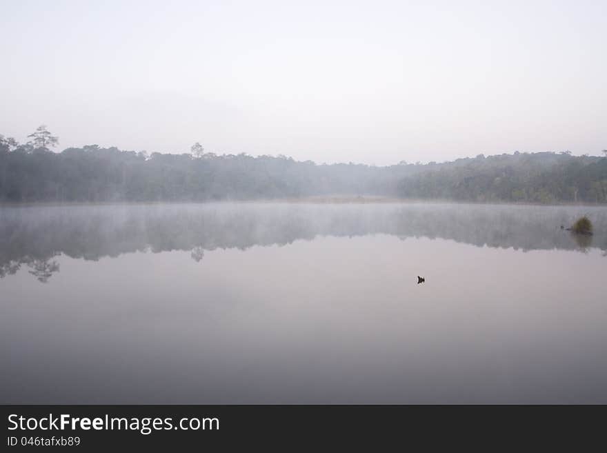 Misty river reflected trees on water surface.