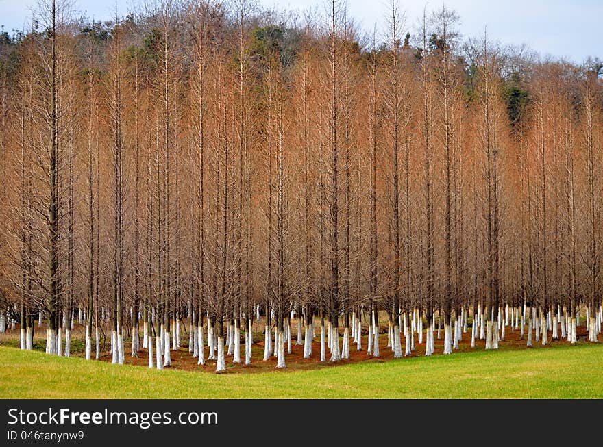 Fir forests in early spring