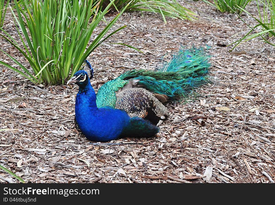 Peacock