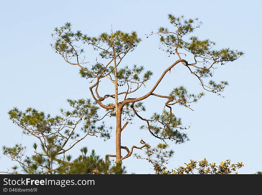 Tree top. top of pine tree in the forest.