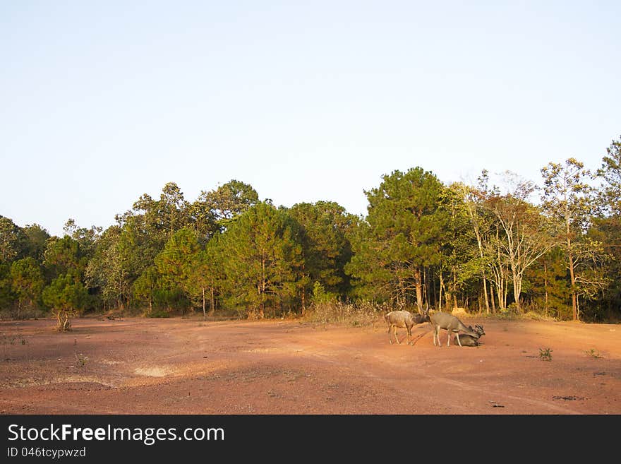 Brown dry landscape with three reindeer. Brown dry landscape with three reindeer.