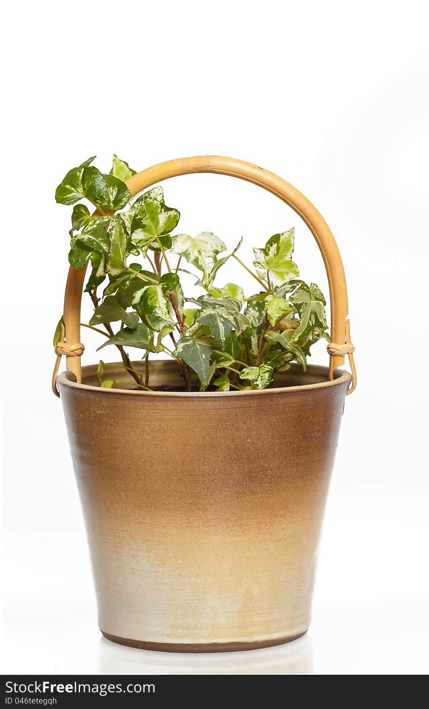 Houseplants in flower pot Isolated on White Background