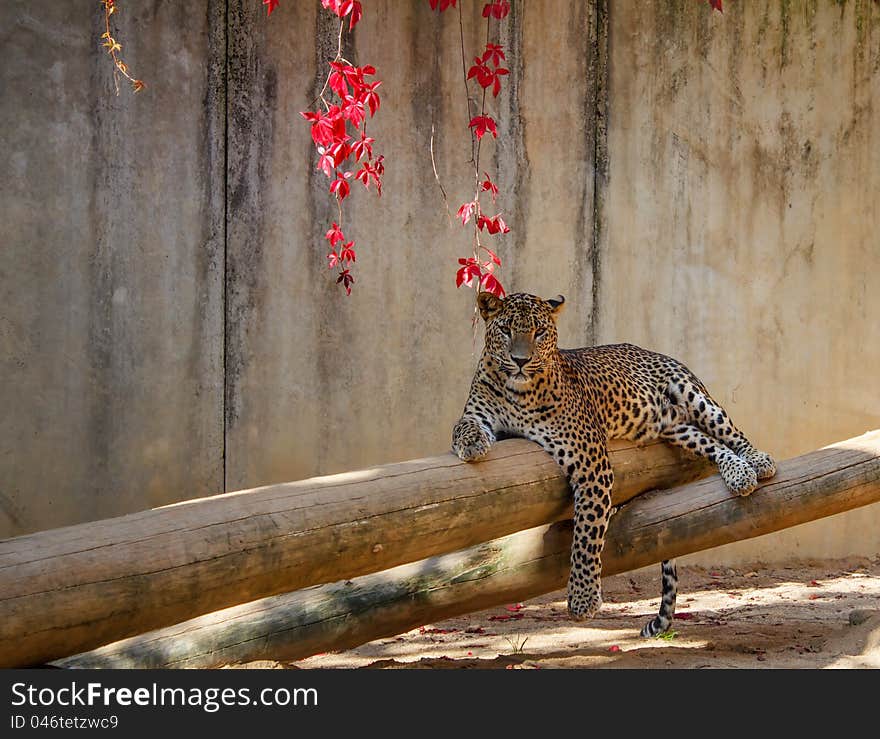 Leopard &x28;Panthera pardus&x29; lying on the tree